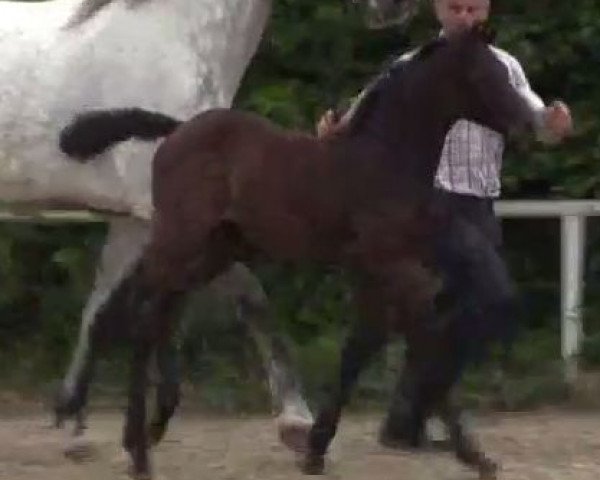jumper Cassidy 67 (Westphalian, 2014, from Cassone)