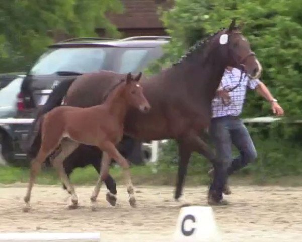 horse Hengst von Fleury (Westphalian, 2014, from Fleury)
