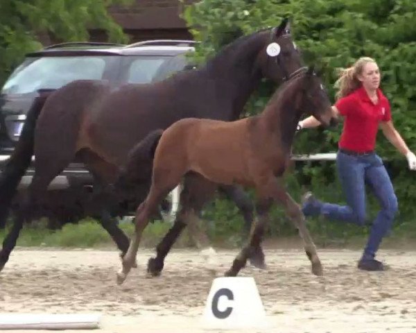 horse Beckham 30 (Westphalian, 2014, from Belissimo NRW)