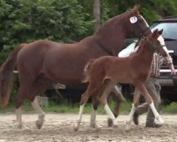 dressage horse Safira 78 (Westphalian, 2014, from Sir Heinrich OLD)