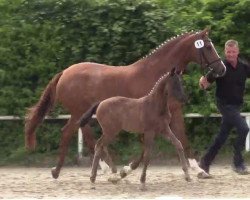 broodmare Donna Cara 25 (Westphalian, 2014, from De Niro)