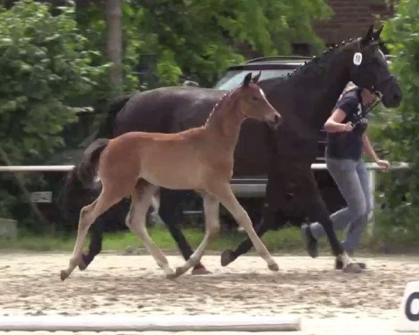 broodmare Sinfonie 206 (Westphalian, 2014, from Sir Heinrich OLD)