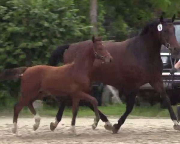 Springpferd Campari 339 (Westfale, 2014, von Colestus)