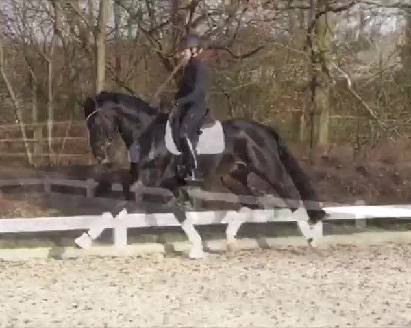 Video von Gaitano