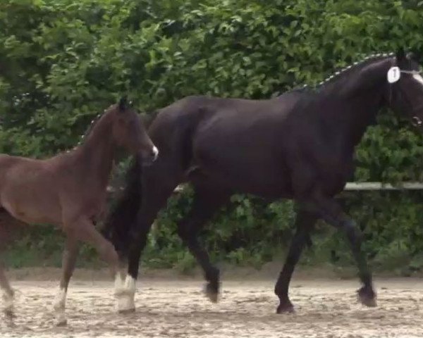 Dressurpferd Armani 304 (Westfale, 2014, von All At Once)