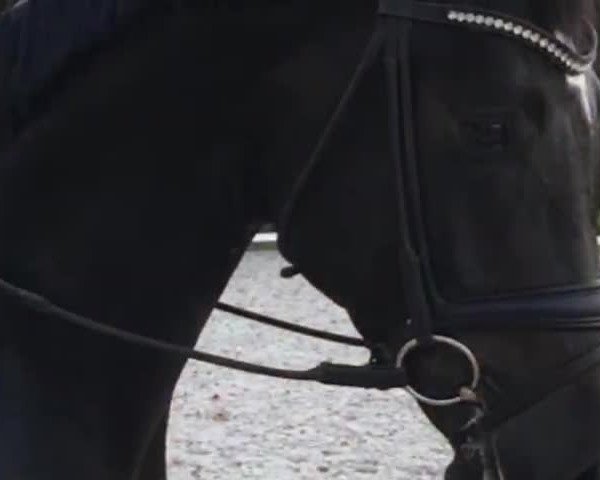 Video von Gaitano
