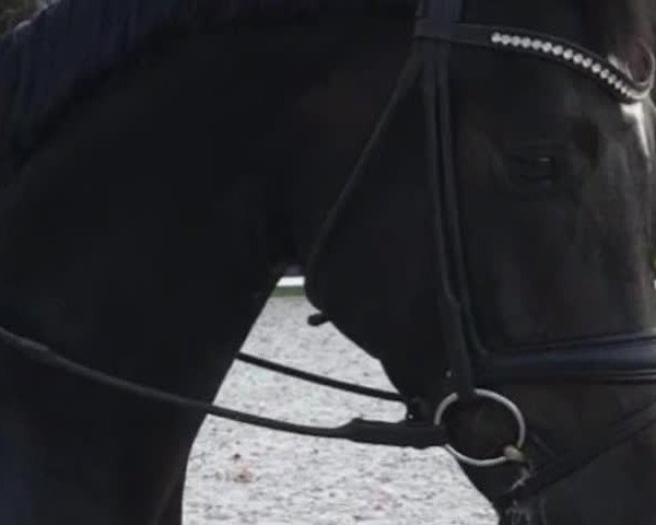 Video von Gaitano