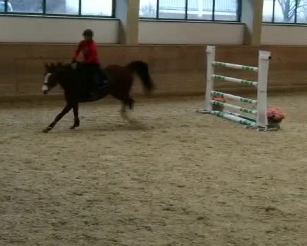 Video of Lady Balou