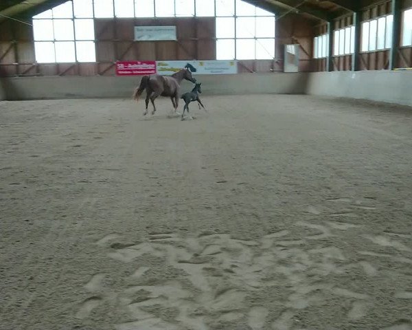 Video von Silberstern FH