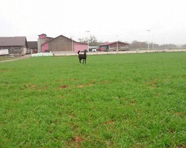 Video von Sternschnuppe FH