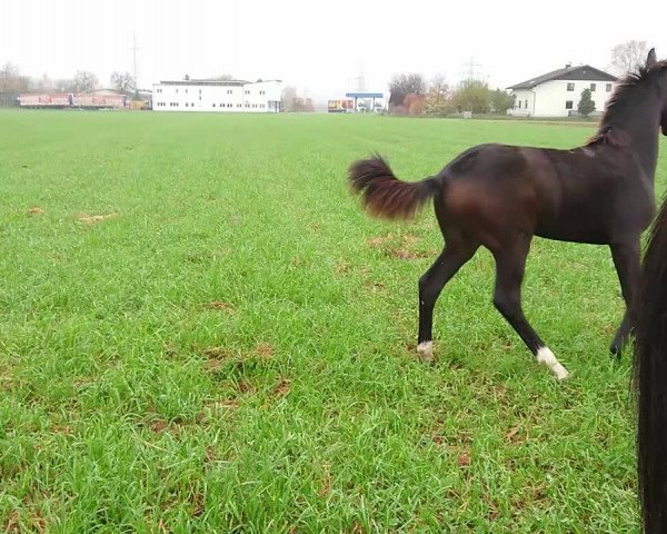 Video von Sternschnuppe FH