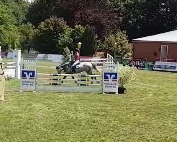 Video of Gino 633