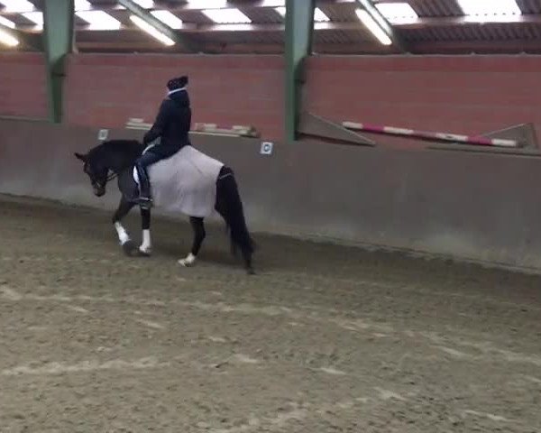 Video von Nevada 218