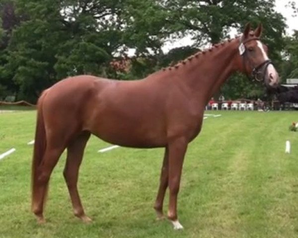 horse Filine (Westphalian, 2011, from Fanfani 4)