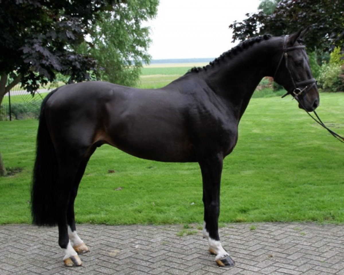 Deckhengst Sontender (KWPN (Niederländisches Warmblut), 1999, von Montender)