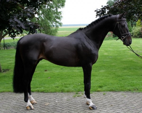 Deckhengst Sontender (KWPN (Niederländisches Warmblut), 1999, von Montender)