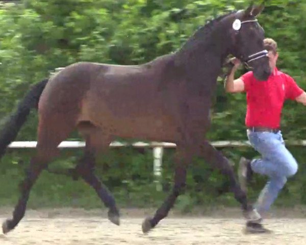 dressage horse Feline (Westphalian, 2011, from Flatrate)