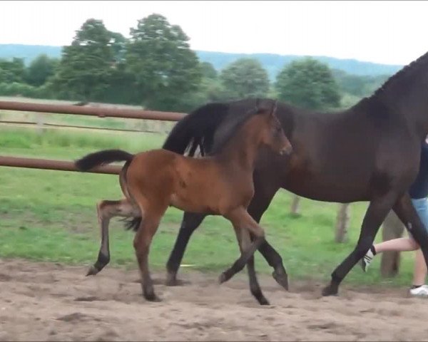 Video of Bellevie