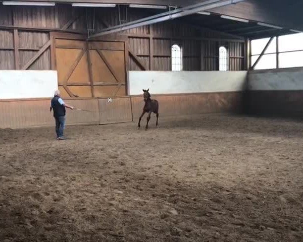 Video von Quinn P