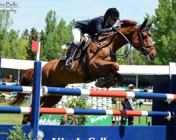 broodmare Questina (Oldenburg show jumper, 2005, from Quidam's Rubin)