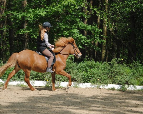 Zuchtstute Sina von Ellenbach (Islandpferd, 1997, von Refur von Ellenbach)
