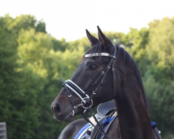 dressage horse Fidelitas 22 (Oldenburg, 2007, from Fidertanz) dressage horse Fidelitas 22 (Oldenburg, 2007, from Fidertanz)