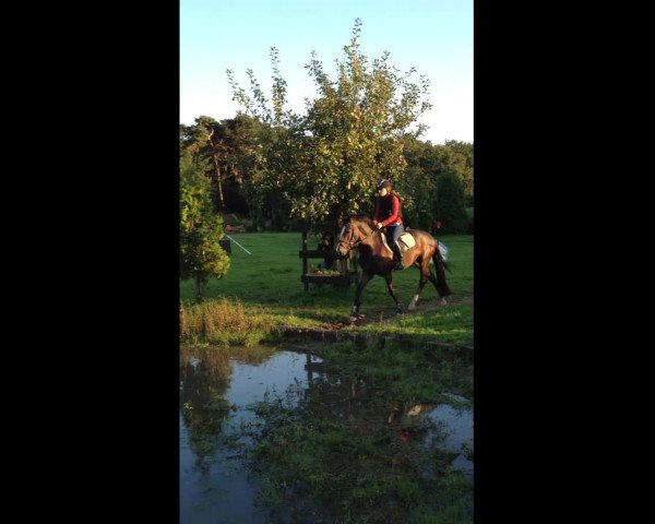 Video of Lomansheide Brent