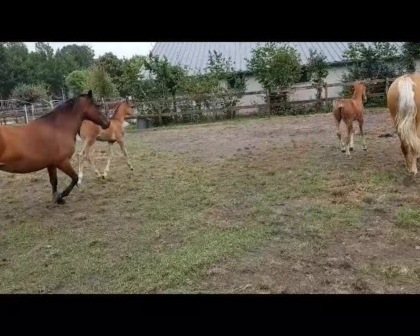 Video of Kantje's American Beauty