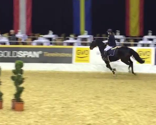 Reitturnier Oldenburg 2018