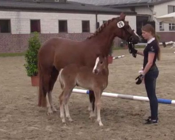 horse Stute von Top Christobell (German Riding Pony, 2014, from Top Christobell)