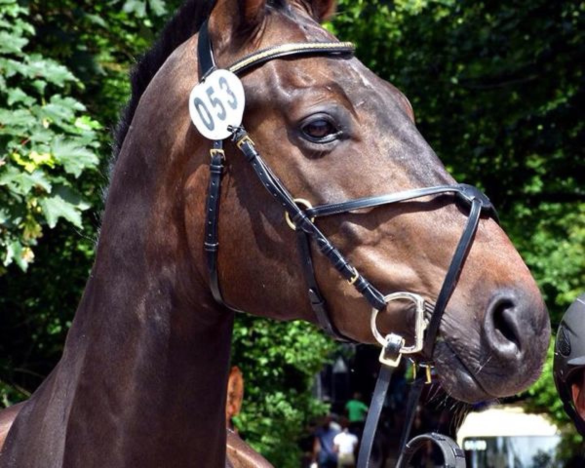 Springpferd Count Jack (Hannoveraner, 2004, von Countdown)
