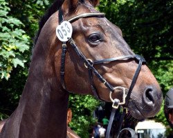 jumper Count Jack (Hanoverian, 2004, from Countdown)