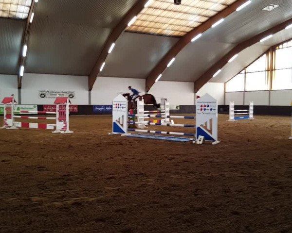 Reitturnier Bischofsheim 2017