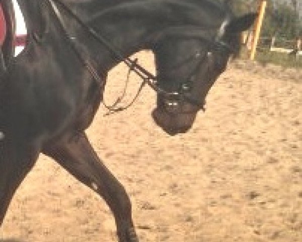 horse Semiramis (Hanoverian, 2008, from Santino)