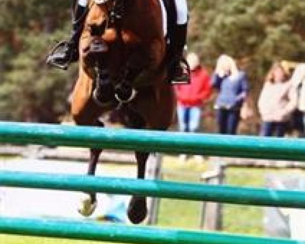 broodmare Dress To Thrill (Connemara Pony, 2002, from Unbekannt Pony)