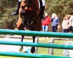 broodmare Dress To Thrill (Connemara Pony, 2002, from Unbekannt Pony)