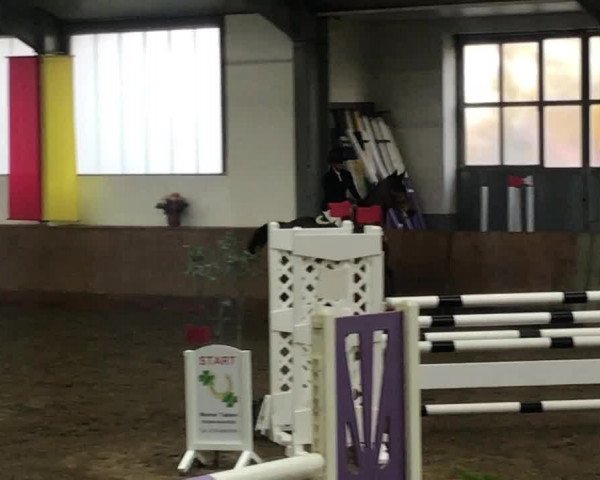 Video of Coco