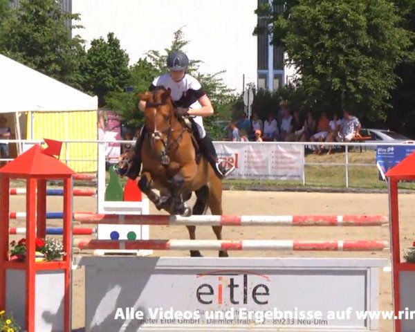 Springpferd Sir Max 3 (Oldenburger, 2008, von Sandro Boy)