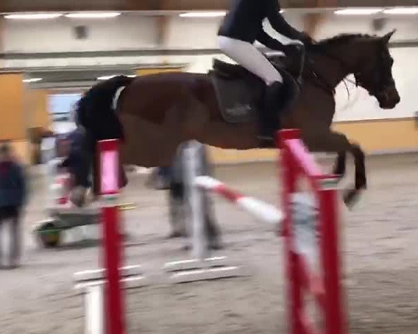 Video of Isselhook's Iroko TSF