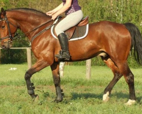 horse Mókás (Hungarian Warmblood,  , from Babolna Jackson)