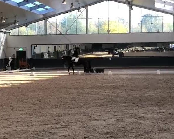 Reitturnier Mönchengladbach-Abtshof 2018