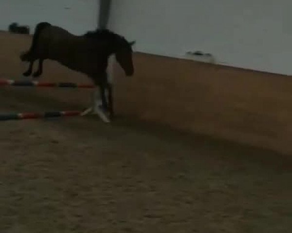 Video of FH Night Style