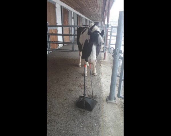 Video of Max