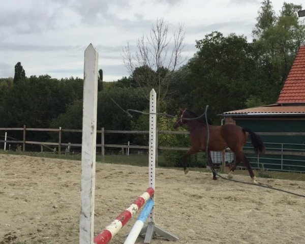 Video of Ciao Conrad