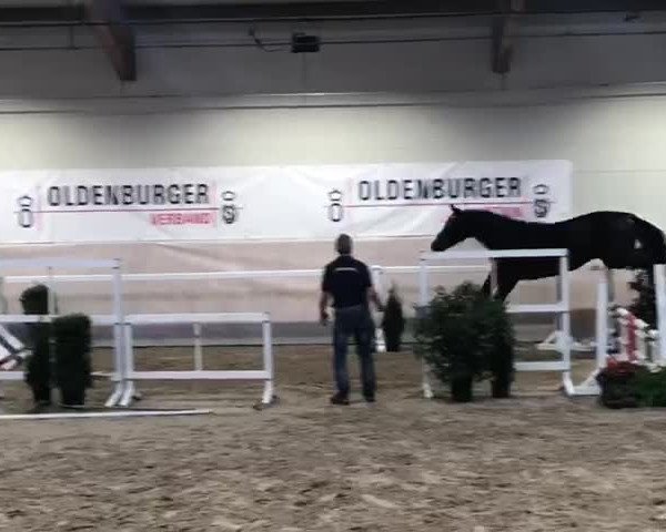 Video of Dia Zento