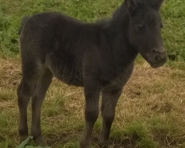 Jument d'élevage Aquarell vom Wertachtal (Poney Shetland Dt.Part-bred, 2014, de Fabian) Jument d'élevage Aquarell vom Wertachtal (Poney Shetland Dt.Part-bred, 2014, de Fabian)