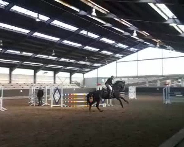 Video of Cirabelle