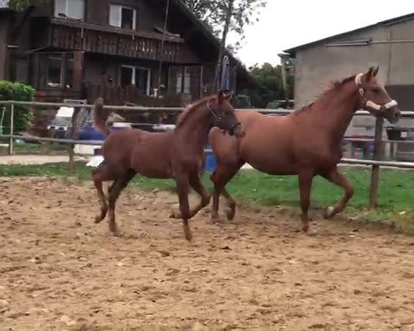 Video von Simply Fly