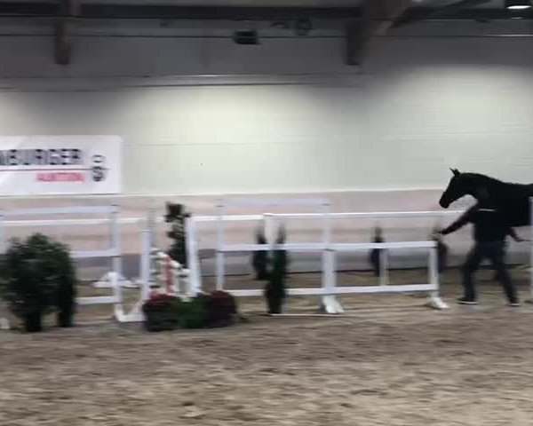 Video of Dia Zento