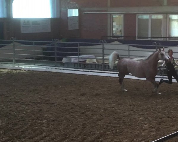 Video of Camar Qbinec ox